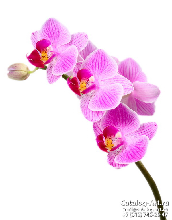 Pink orchids 35